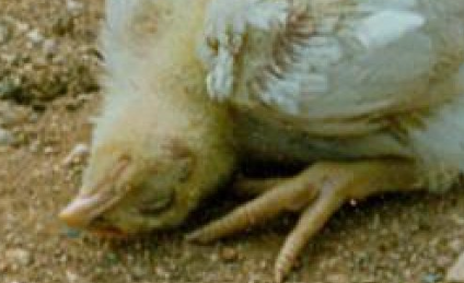POULTRY - NEWCASTLE DISEASE