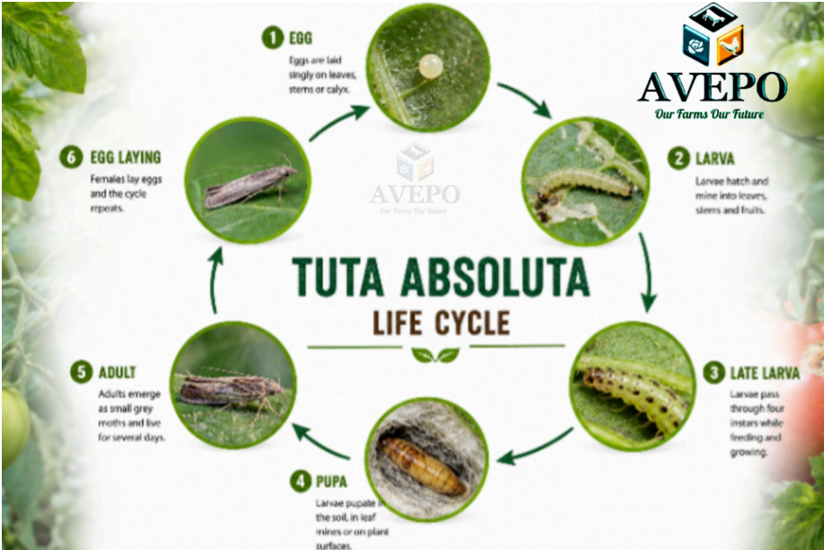Tuta absoluta (Tomato Leaf Miner)