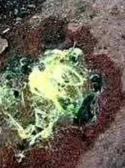 POULTRY - FOWL CHOLERA MANAGEMENT