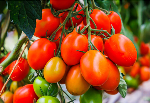 TOMATO PRODUCTION