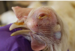 POULTRY - INFECTIOUS CORYZA MANAGEMENT