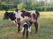 Artificial Insemination