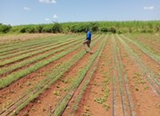 Farm Business Quotations